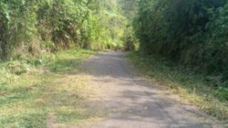 Memprigati Hari Lingkungan Hidup Sedunia, Masyarakat Beserta Pemerintah Desa Temdak Melaksanakan gotong royong Bersih Jalan Desa