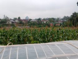 Pemdes Mekar Sari Menjalankan Program Ketahanan Pangan Dan Bangun Drainase Untuk Dana Desa Tahun Anggaran 2026